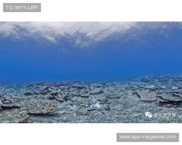 智能手机水下摄影电影节盛大开幕潜水品牌助力诞生最佳纪录片 智能手机水下摄影电影节盛大开幕潜水品牌助力诞生最佳纪录片